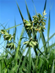 Gewöhnliches Knäuelgras (Dactylis glomerata) am Hofweg im Landschaftsschutzgebiet „Hockenheimer Rheinbogen“ photo