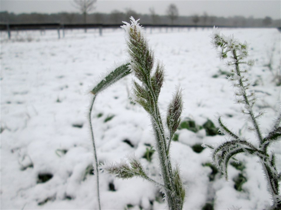 Vereistes Knäuelgras (Dactylis glomerata) auf der Parkplatzwiese am Nordring in Hockenheim nach dem Wintereinbruch am 1. Dezember 2017