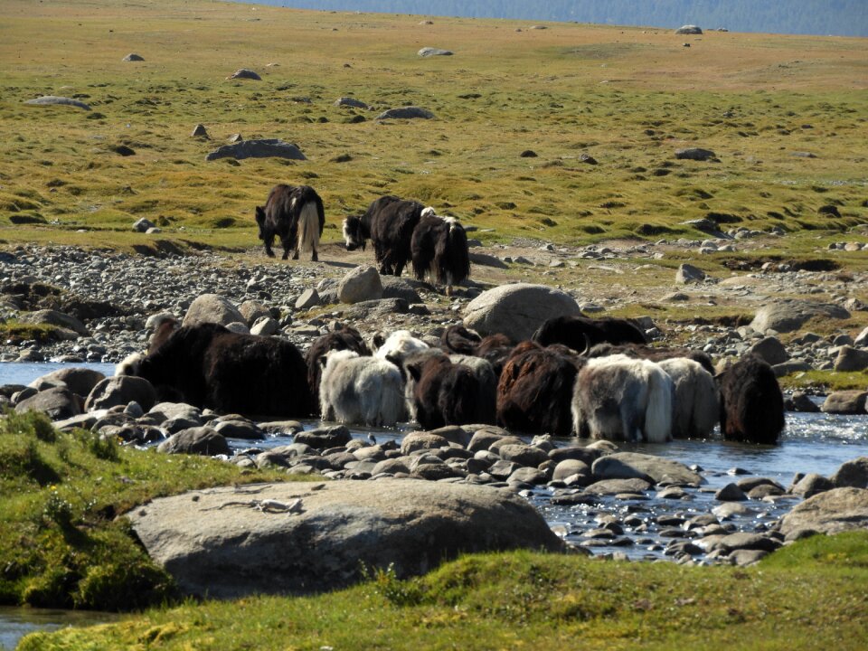 Alpine meadow cattle mountains