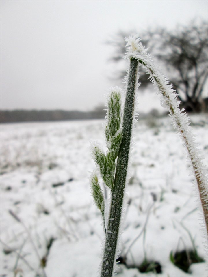 Vereistes Knäuelgras (Dactylis glomerata) auf der Parkplatzwiese am Nordring in Hockenheim nach dem Wintereinbruch am 1. Dezember 2017