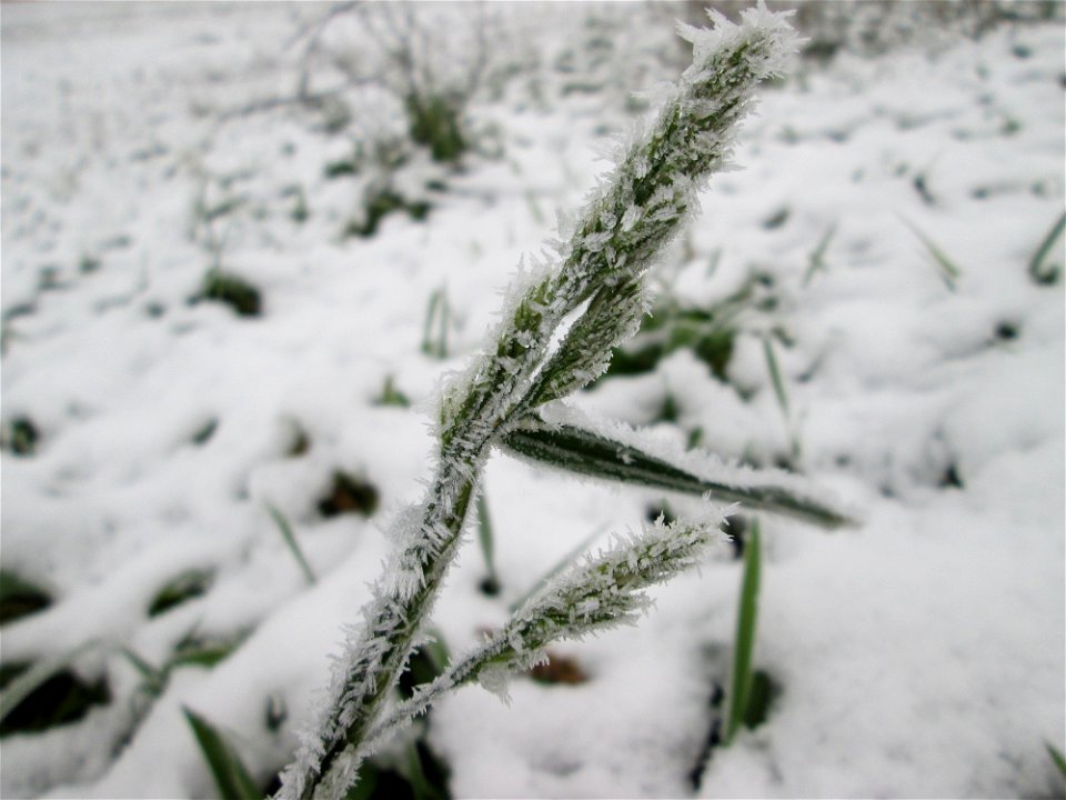 Vereistes Knäuelgras (Dactylis glomerata) auf der Parkplatzwiese am Nordring in Hockenheim nach dem Wintereinbruch am 1. Dezember 2017