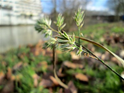 Gewöhnliches Knäuelgras (Dactylis glomerata) an der Saar in Saarbrücken