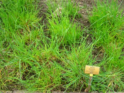 Dactylis glomerata specimen in the Botanischer Garten, Berlin-Dahlem (Berlin Botanical Garden), Berlin, Germany.