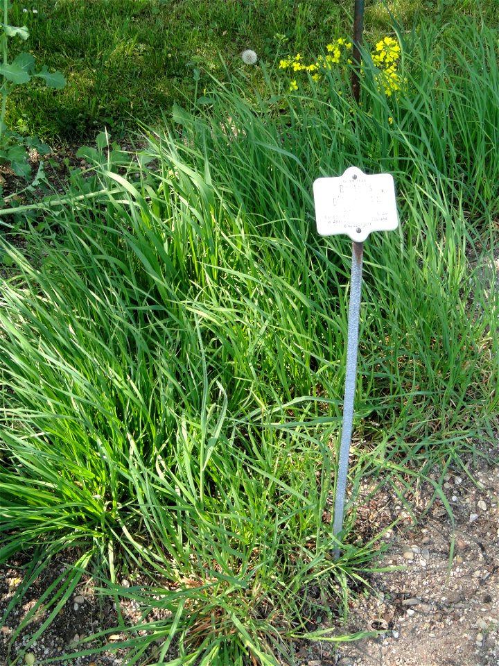 Dactylis glomerata specimen in the Botanischer Garten München-Nymphenburg, Munich, Germany.