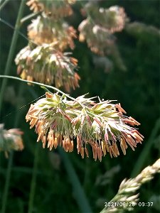 orchard grass (Dactylis glomerata)