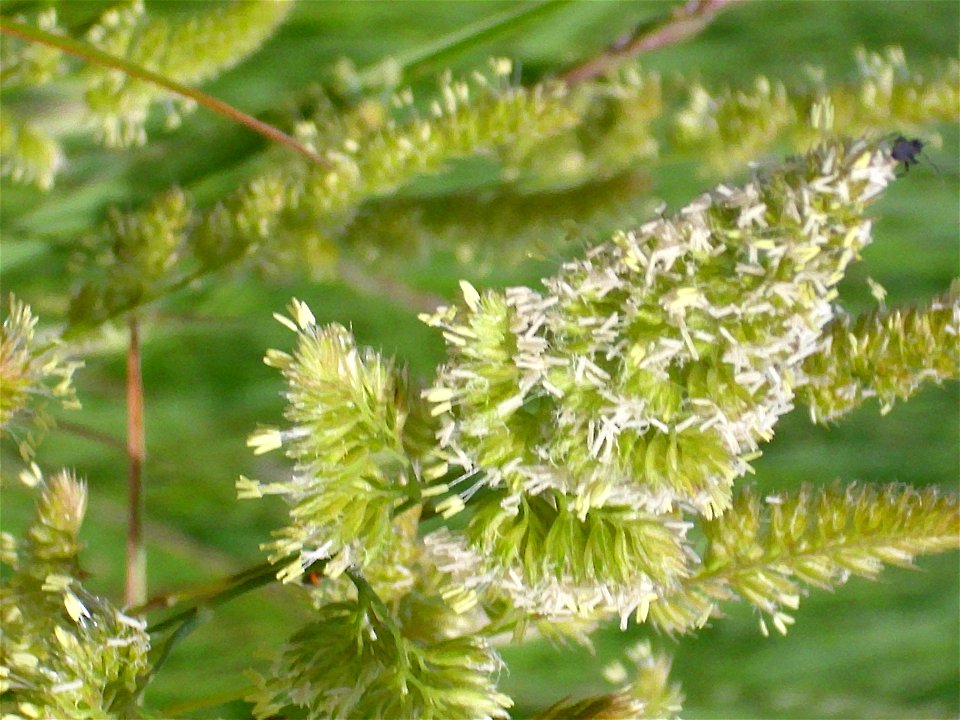 Dactylis glomerata Inflorescence Dehesa Boyal de Puertollano, Spain