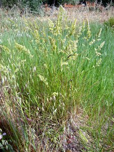 Dactylis glomerata habit Dehesa Boyal de Puertollano, Spain photo