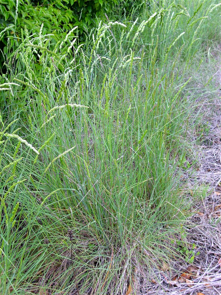 Dactylis glomerata habit Dehesa Boyal de Puertollano, Spain