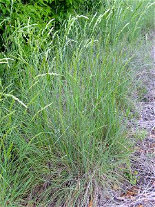 Dactylis glomerata habit Dehesa Boyal de Puertollano, Spain photo