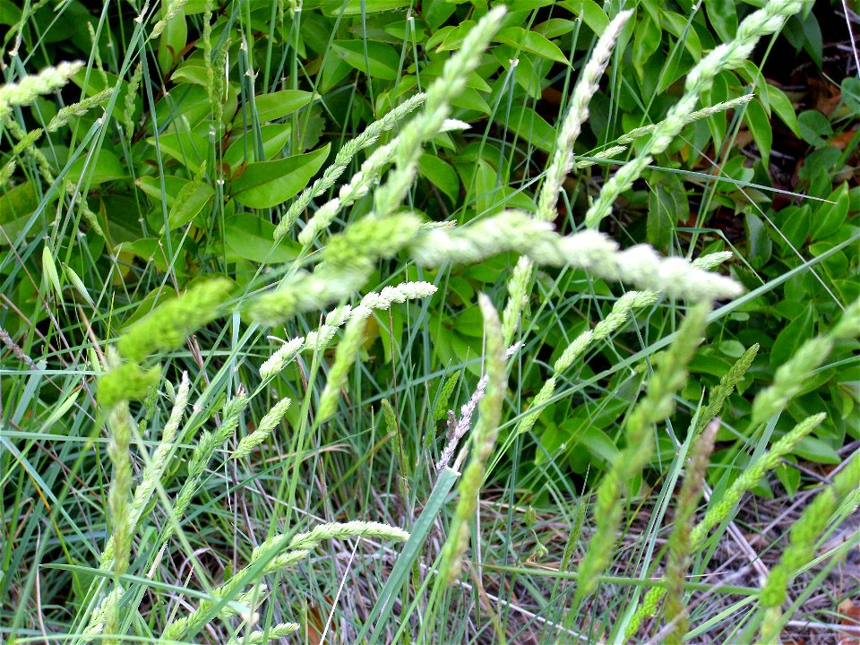 Dactylis glomerata inflorescence Dehesa Boyal de Puertollano, Spain