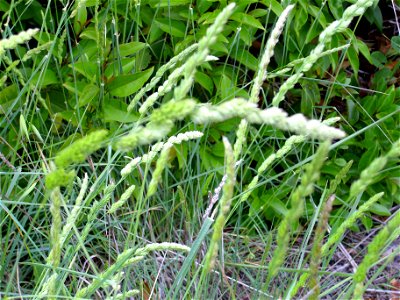 Dactylis glomerata inflorescence Dehesa Boyal de Puertollano, Spain