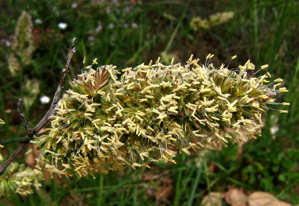 Dactylis glomerata flowers, Castelltallat, Catalonia