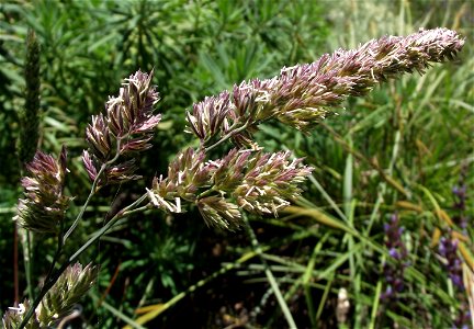 Dactylis glomerata ssp. hispanica in the UC Botanical Garden, Berkeley, California, USA. Identified by sign.
