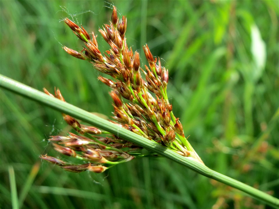 Flatter-Binse (Juncus effusus) im Naturschutzgebiet "St. Arnualer Wiesen"
  Juncus effusus, the common rush in Naturschutzgebiet "St. Arnualer Wiesen"