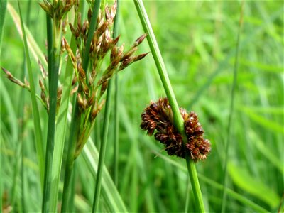 Flatter-Simse (Juncus effusus) und Knäuel-Binse (Juncus conglomeratus) im Naturschutzgebiet "St. Arnualer Wiesen"
  Juncus effusus, the common rush in Schwetzinger Hardt