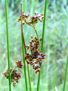 Flatter-Simse (Juncus effusus) am Geißböckelgraben bei Philippsburg