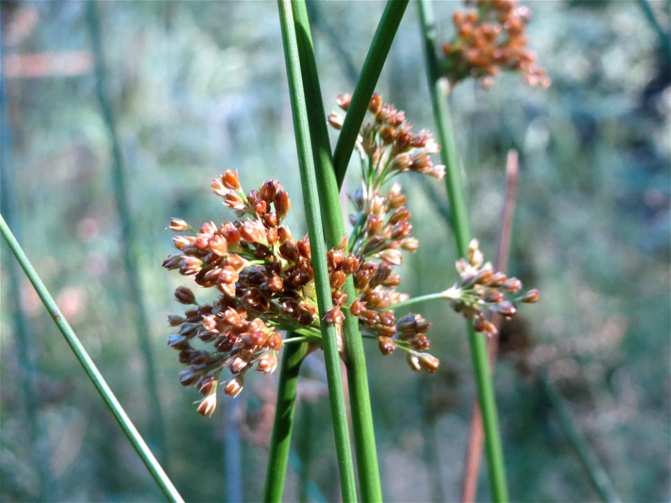 Flatter-Simse (Juncus effusus) im Schwetzinger Hardt
