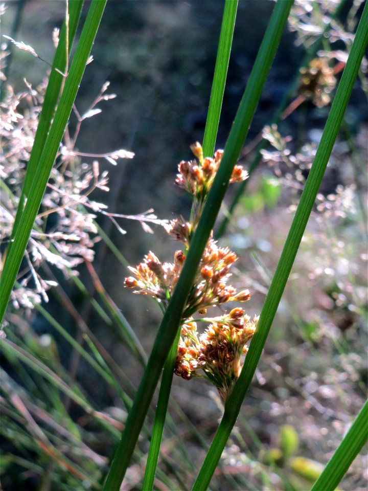 Flatter-Simse (Juncus effusus) im Schwetzinger Hardt