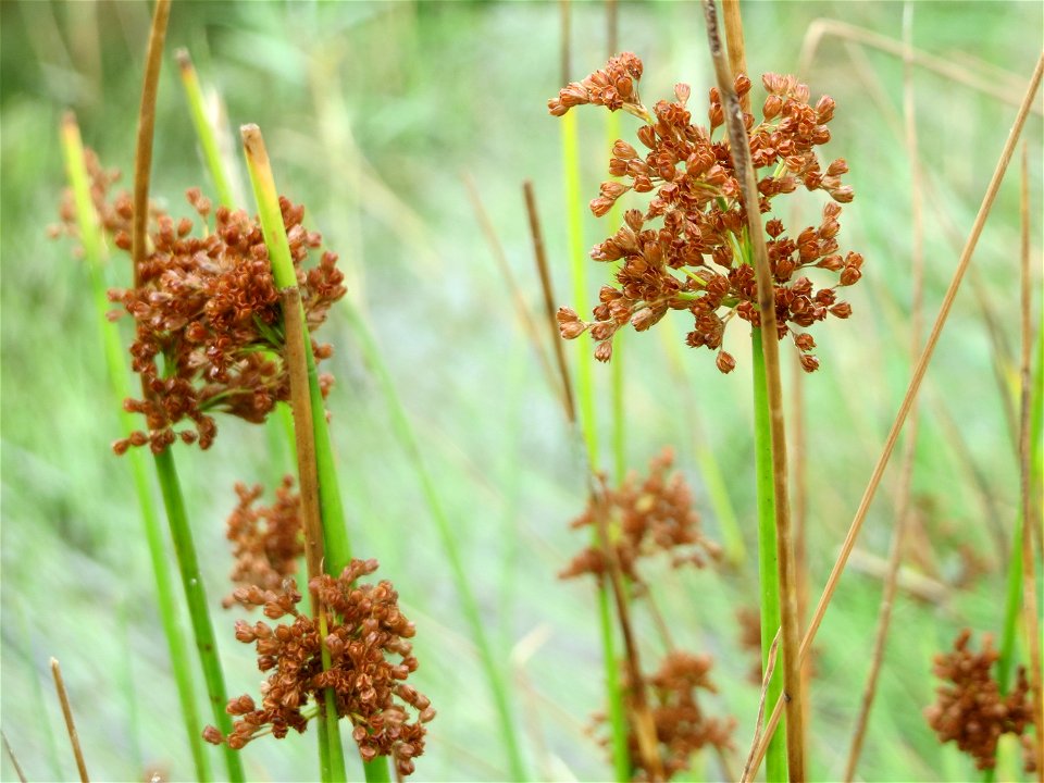 Flatter-Simse (Juncus effusus) im Hockenheimer Rheinbogen