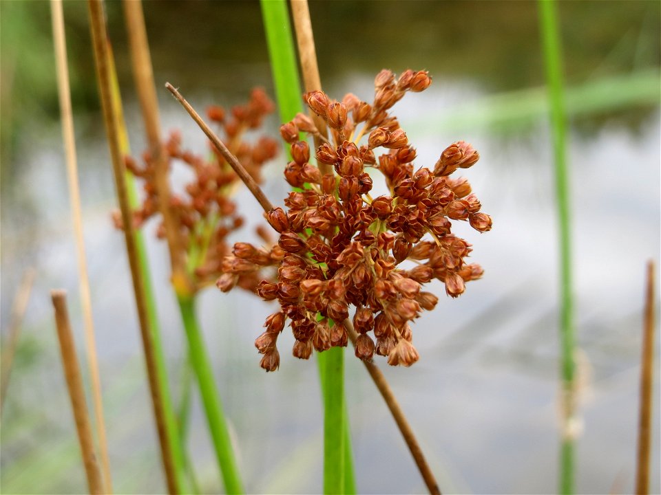Flatter-Simse (Juncus effusus) im Hockenheimer Rheinbogen