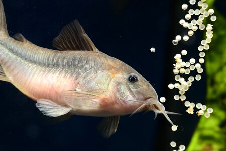 Corydora aeneus fish aquarium