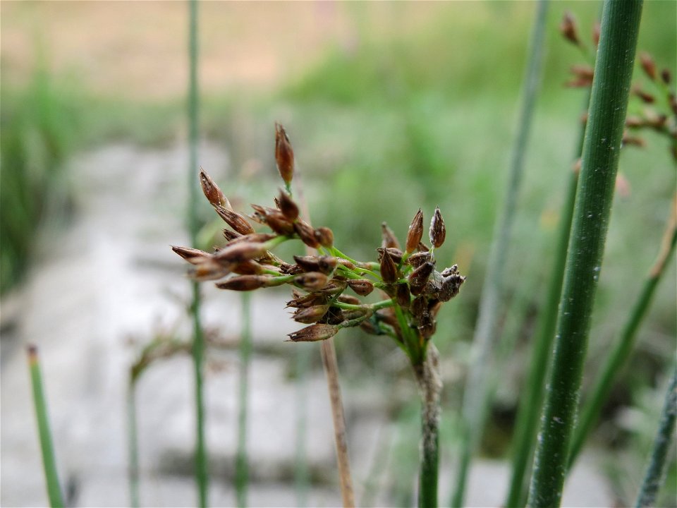 Flatter-Simse (Juncus effusus) im Hockenheimer Rheinbogen