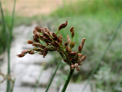 Flatter-Simse (Juncus effusus) im Hockenheimer Rheinbogen