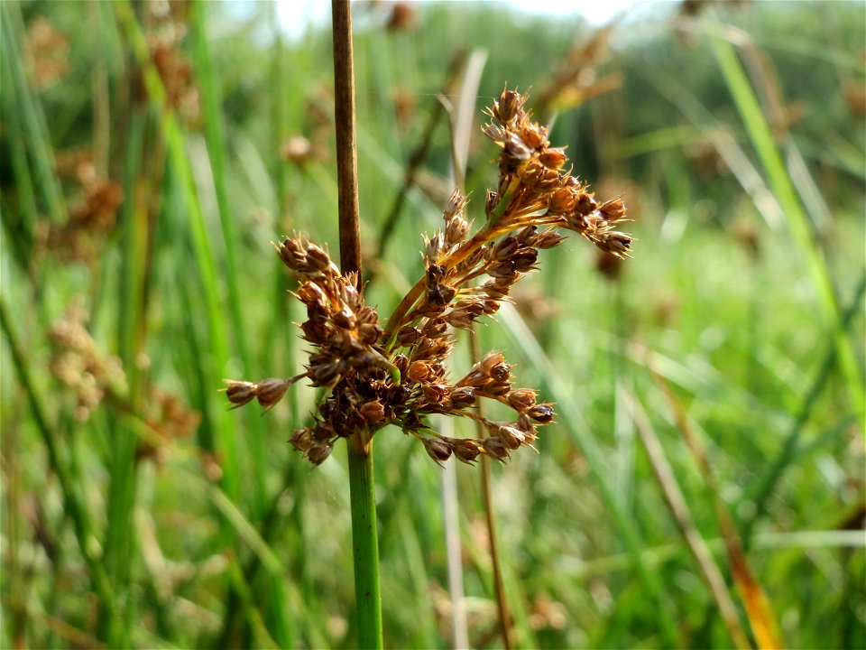 Flatter-Simse (Juncus effusus) im Naturschutzgebiet Mürmes