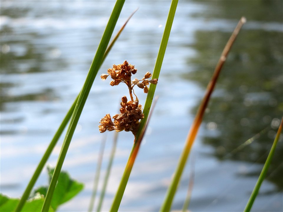 Flatter-Binse (Juncus effusus) an der Saar in Saarbrücken