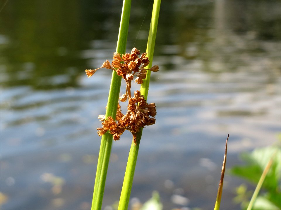 Flatter-Binse (Juncus effusus) an der Saar in Saarbrücken
