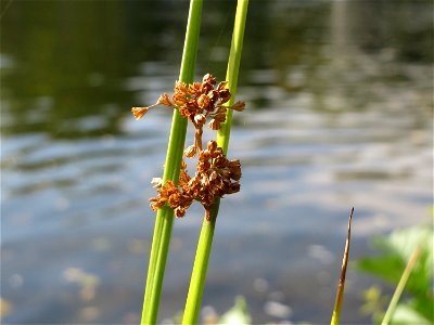 Flatter-Binse (Juncus effusus) an der Saar in Saarbrücken