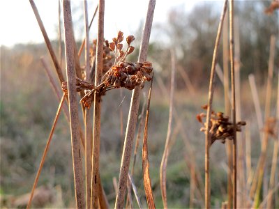 Flatter-Binse (Juncus effusus) in Saarbrücken
