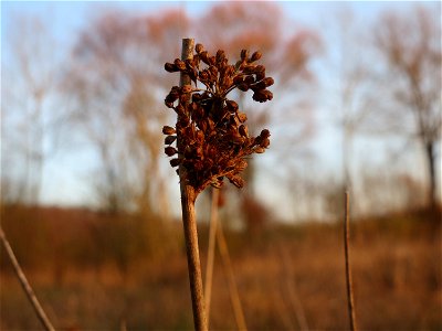 Flatter-Binse (Juncus effusus) in Saarbrücken