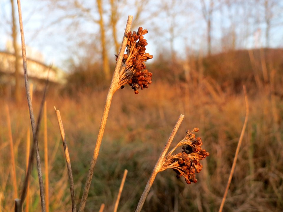 Flatter-Binse (Juncus effusus) in Saarbrücken