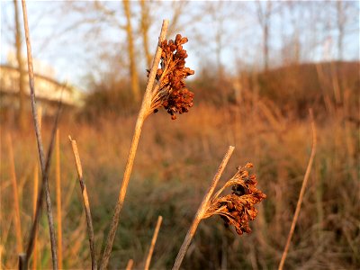 Flatter-Binse (Juncus effusus) in Saarbrücken