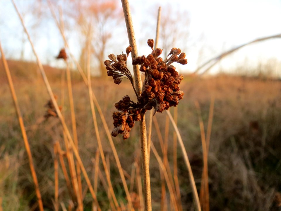 Flatter-Binse (Juncus effusus) in Saarbrücken