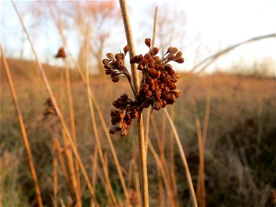 Flatter-Binse (Juncus effusus) in Saarbrücken