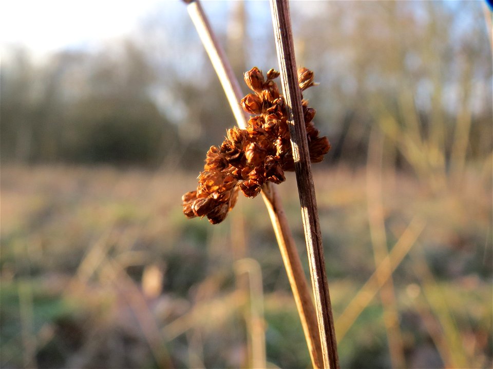 Flatter-Binse (Juncus effusus) in Saarbrücken