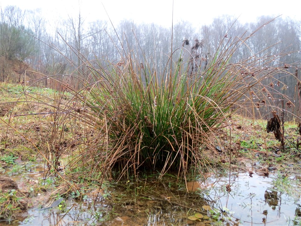 Flatter-Binse (Juncus effusus) beim Steinbachschacht