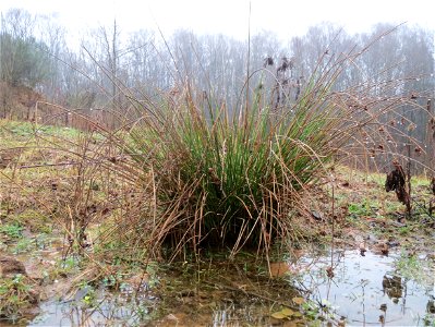 Flatter-Binse (Juncus effusus) beim Steinbachschacht
