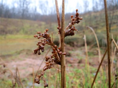 Flatter-Binse (Juncus effusus) beim Steinbachschacht