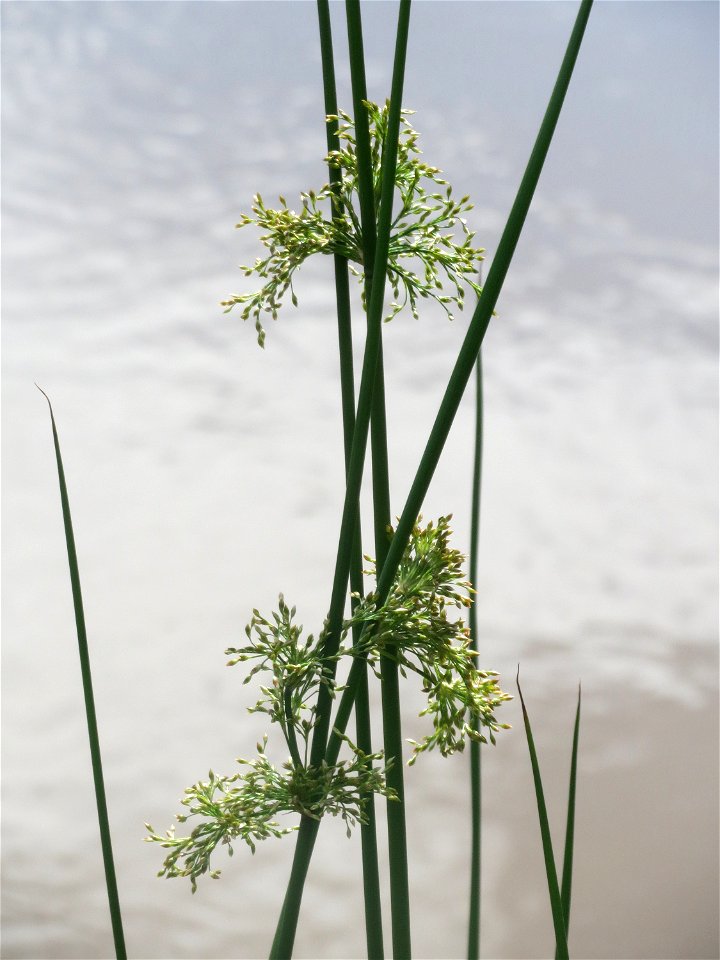 Flatter-Binse (Juncus effusus) an der Saar in Saarbrücken