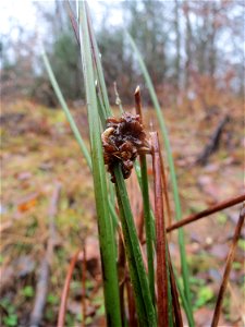 Flatter-Binse ? (Juncus effusus) beim Steinbachschacht - die breiten Blätter gehören zu etwas anderem, evtl. Typha latifolia, das hier auch vorkommt