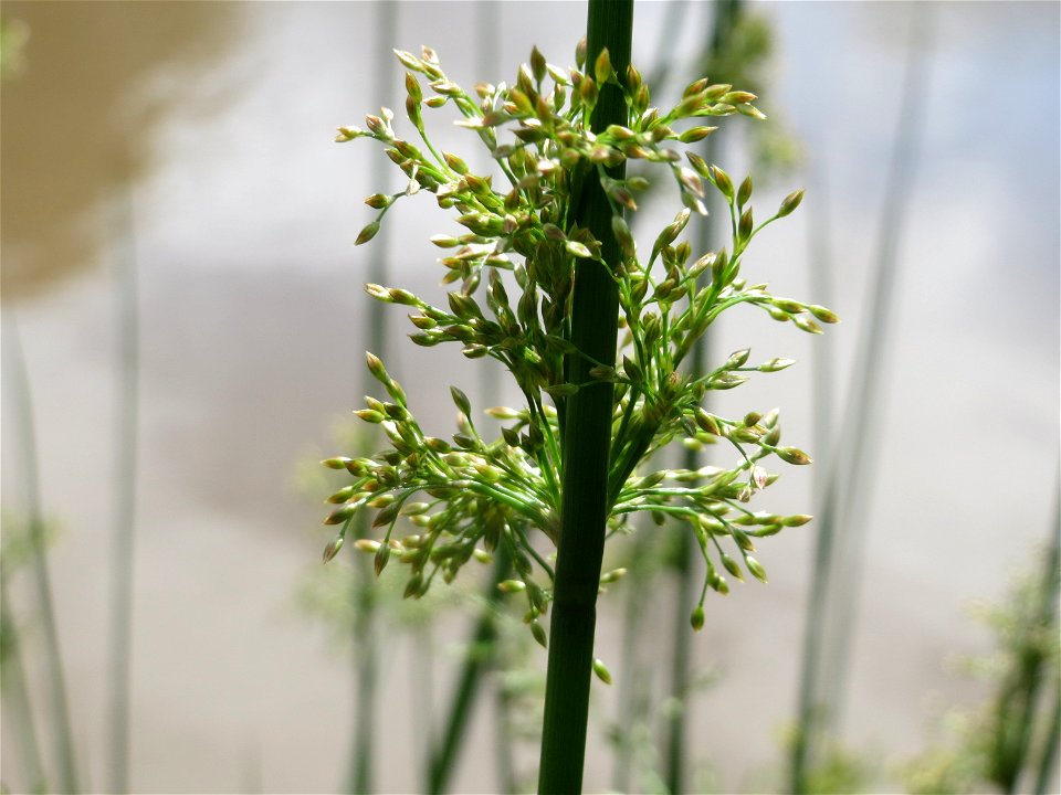 Flatter-Binse (Juncus effusus) an der Saar in Saarbrücken