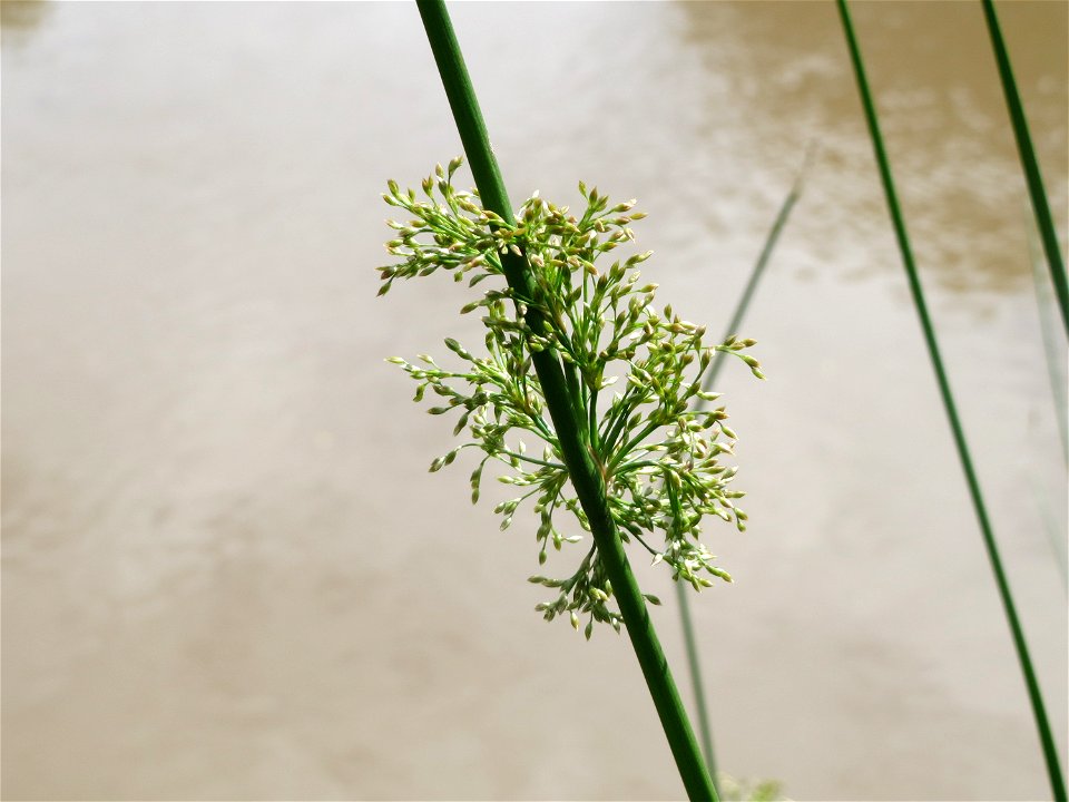 Flatter-Binse (Juncus effusus) an der Saar in Saarbrücken