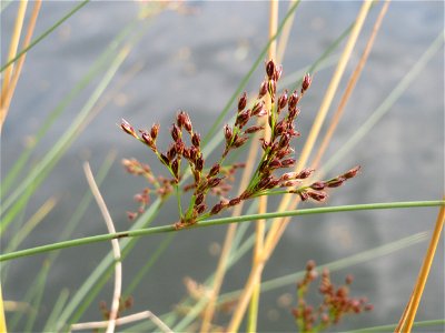 Blaugrüne Binse (Juncus inflexus) an der Saar in Saarbrücken
