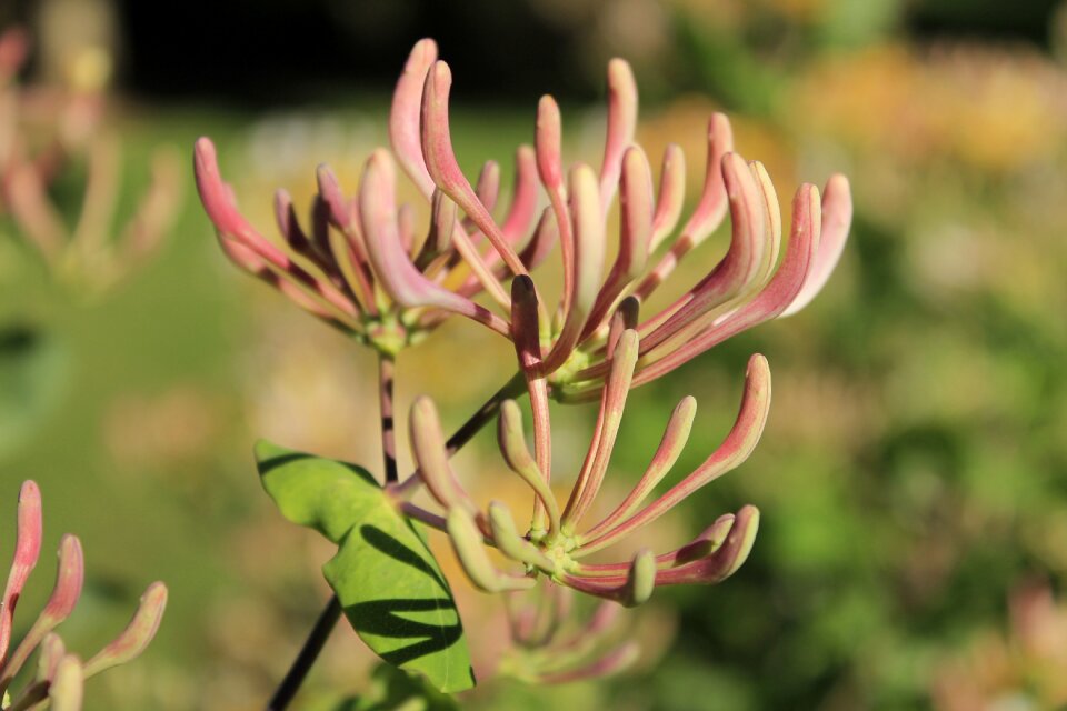 Nature plant garden
