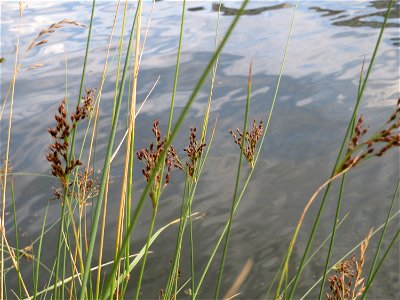 Blaugrüne Binse (Juncus inflexus) an der Saar in Saarbrücken