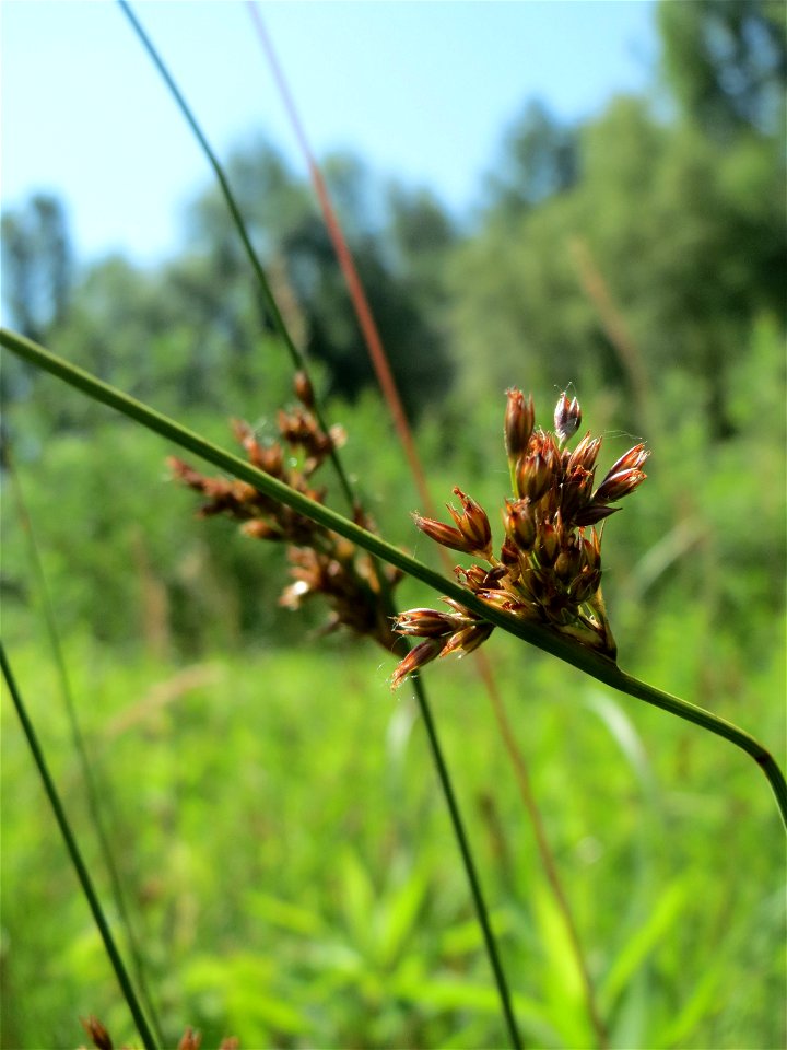 Flatter-Binse (Juncus effusus) im Naturschutzgebiet „St. Arnualer Wiesen“