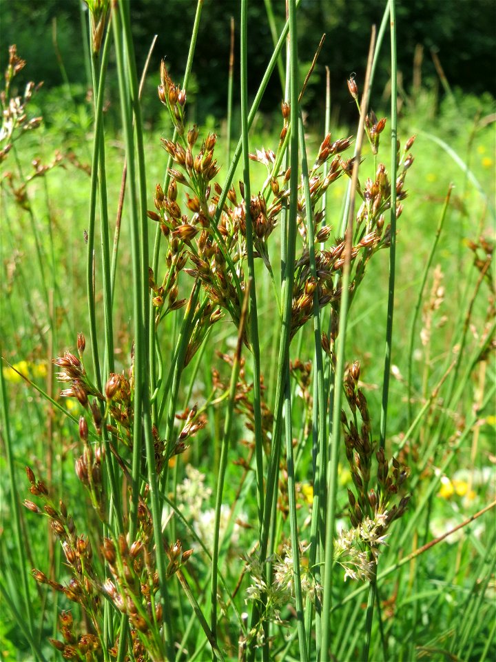 Flatter-Binse (Juncus effusus) im Naturschutzgebiet „St. Arnualer Wiesen“